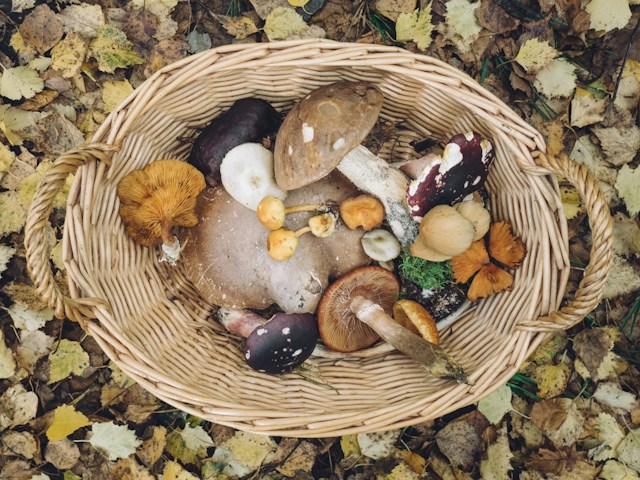 forest foraging basket full of wild edibles