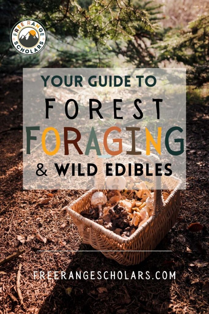 forest foraging and wild edibles for beginners